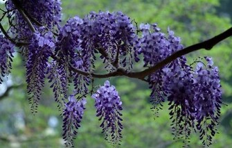 Wallpaper Wisteria Branch Brush Nature