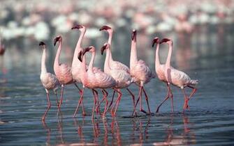 Wallpaper Flamingo