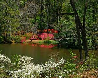 Nature Springtime Desktop Wallpaper For Pc Amp Mac