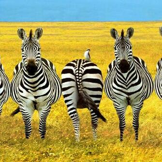 Zebra iPad Wallpaper Background And Theme