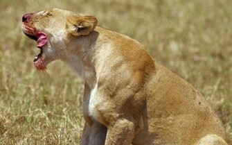 Lioness Wallpaper