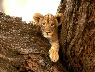 Lion Wallpaper