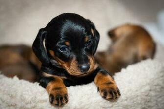Dog Breeds In United States Breed Nicknames Wiener Hotdog Sausage