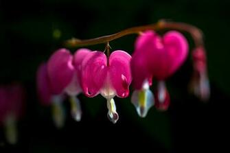 Flowers Pink Broken Heart Bleeding Black Background