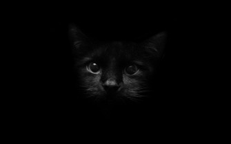 Black Cat Wallpaper