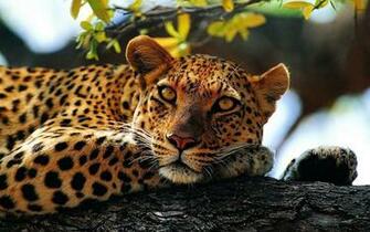 Resting Cheetah In A Tree Wallpaper