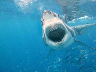 Shark Attack Wallpaper