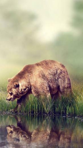 Bear iPhone 6s Plus Wallpaper