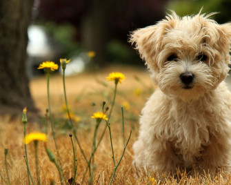 Toy Poodle Cici Wallpaper Gnome Look Org