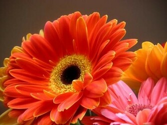 Beautiful Wallpaper Gerbera And Daisy Flower