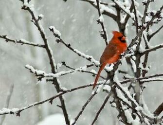 Cardinal Jpg