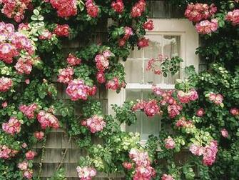 Plants Wallpaper Packs Vol Flower Country Cottage