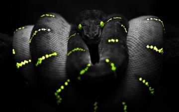 Snake HD Wallpaper Background For