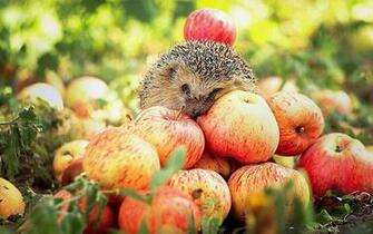 Wallpaper Cute Little Hedgehog HD Wild Hedgehogs