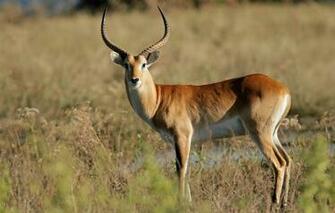 Wallpaper Look Male South Africa Sunlight Botswana Lychee