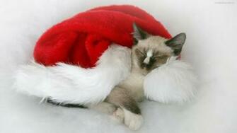 Christmas Cats Wallpaper Toptenpack