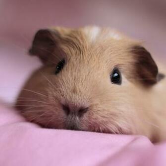 Guinea Pig Snout Fluffy Down Cute Wallpaper Background New iPad