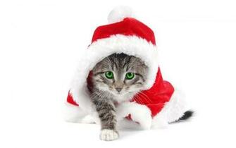 Apple Christmas Background Wallpaper Cat Desktop Waterfall