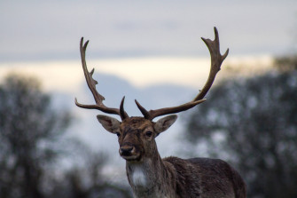 HD Desktop Deer Photography Wallpaper