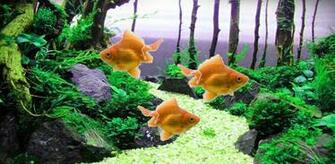 Moving Tosakin Goldfish Wallpaper Detailed Description
