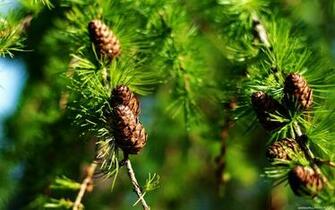 Pine Forest Wallpaper Photos Amazing Wallpaperz