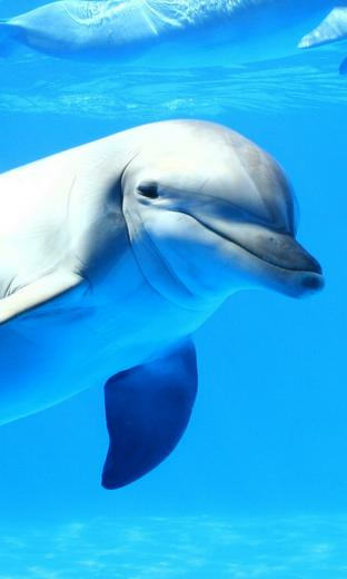 Dolphins HD Live Wallpaper For Android