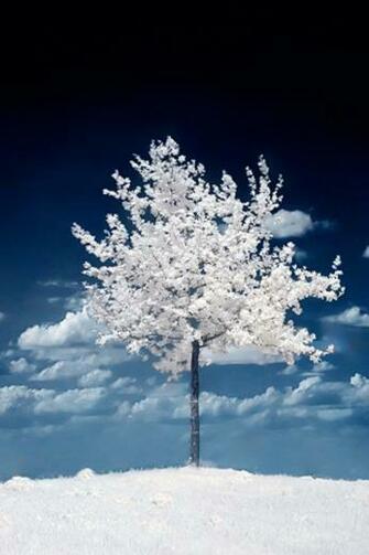 Winter Tree iPhone Wallpaper HD