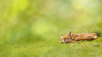 Sleeping Fox HD Wallpaper Id Wallpapervortex