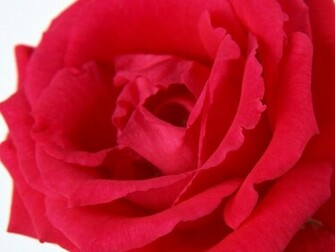 Single Flower Wallpaper
