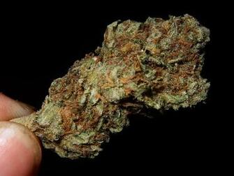Purple Kush Wallpaper Indica