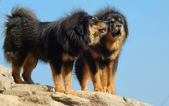 Tibetan Mastiff HD Wallpaper Atlas Animation