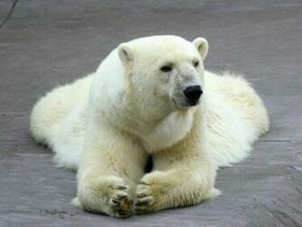 Bear Wallpaper Funny Desktop