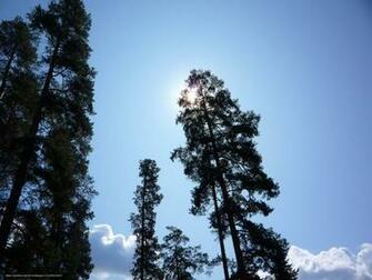 Wallpaper Sky Pine Rays Desktop In The