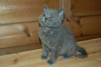 Rex Kitten Photo And Wallpaper Beautiful Watching Selkirk