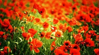 Red Poppy Fields High Definition Wallpaper HD