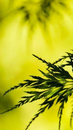 Summer Tree Leaves iPhone 5s Wallpaper
