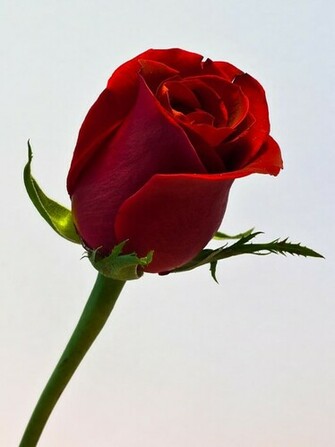 Red Rose Single Again Wallpaper S