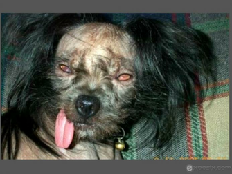 Pin Ugly Dog Wallpaper For Desktop