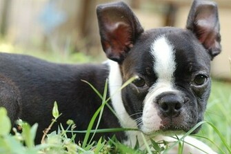 Boston Terrier Pictures Wallpaper Of
