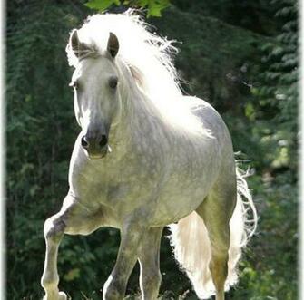 Running White Horse Wallpaper