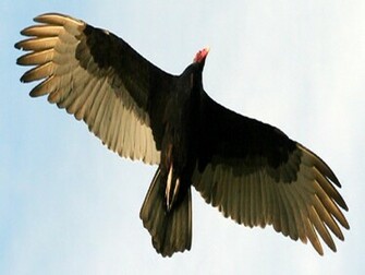 Vulture Wallpaper Jpg