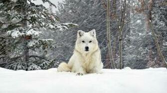 Wallpaper Dog Wolf Forest Snow Lying 4k Ultra