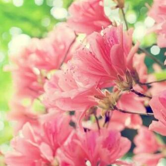 Floral Hot Mobile Phone Wallpaper