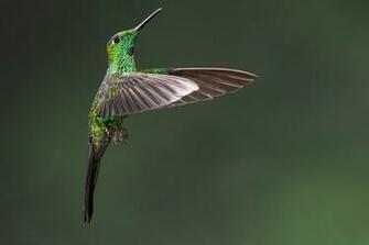 Colibri Desktop Wallpaper