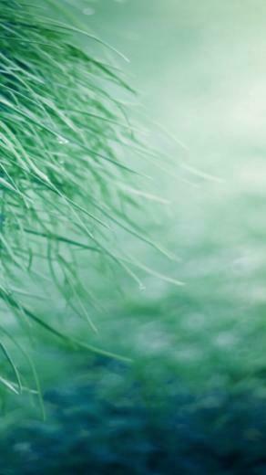 Pure Grass Wallpaper For iPhone 5 Themes