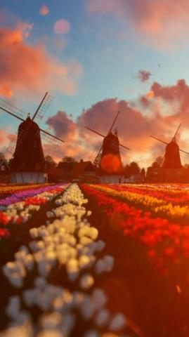 Tulips Field Background Video Nature Pictures Beautiful