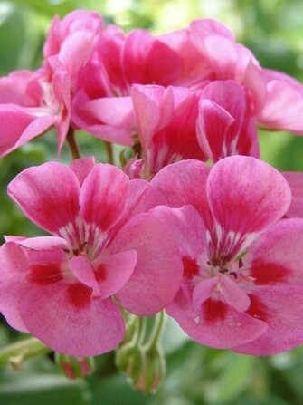 Summer Flowers HD Walls Find Wallpaper