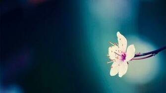 Pretty Flower Background