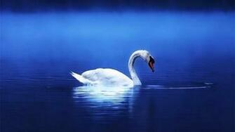 Swan Wallpaper HD