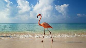 Flamingo Random Photo